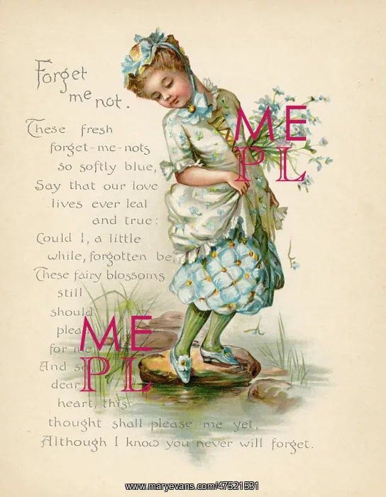 : Forget Me Not / Language of Flowers : Forget Me Not / Language of Flowers