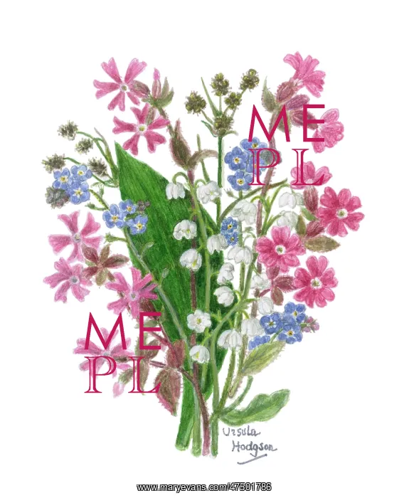 : Forget-me-not, Lily of the Valley, Campion : Forget-me-not, Lily of the Valley, Campion