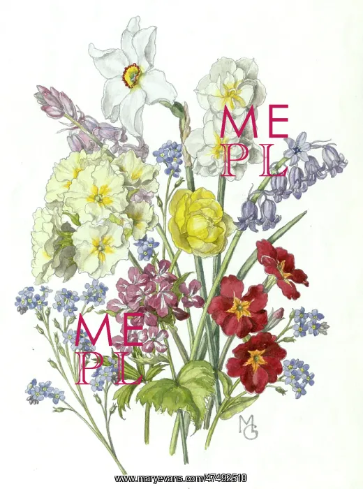  : Forget-me-not, Polyanthus, Narcissi, etc