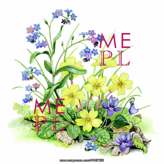 : Forget-me-nots, primroses and violets : Forget-me-nots, primroses and violets
