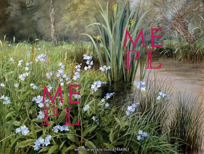 : Forget-me-nots ? by a river : Forget-me-nots ? by a river