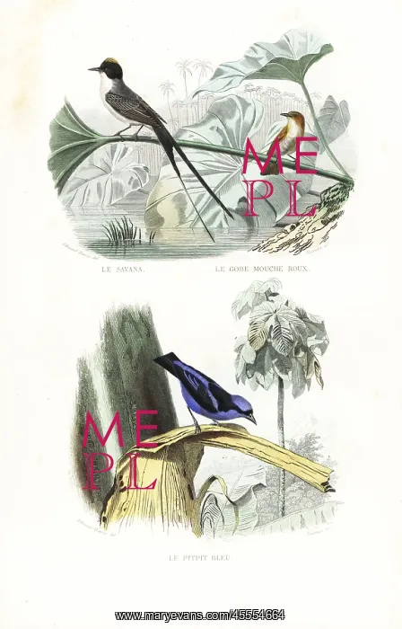: Fork-tailed flycatcher, rufous flycatcher-thrush : Fork-tailed flycatcher, rufous flycatcher-thrush