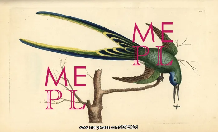 : Fork-tailed hummingbird, Trochilus forficatus : Fork-tailed hummingbird, Trochilus forficatus