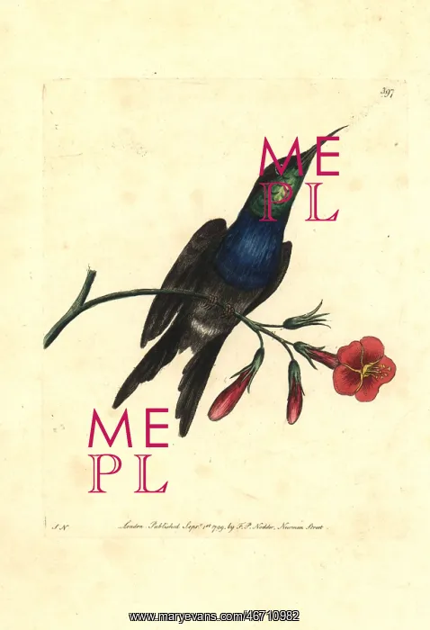 : Fork-tailed woodnymph hummingbird, Thalurania furcata : Fork-tailed woodnymph hummingbird, Thalurania furcata