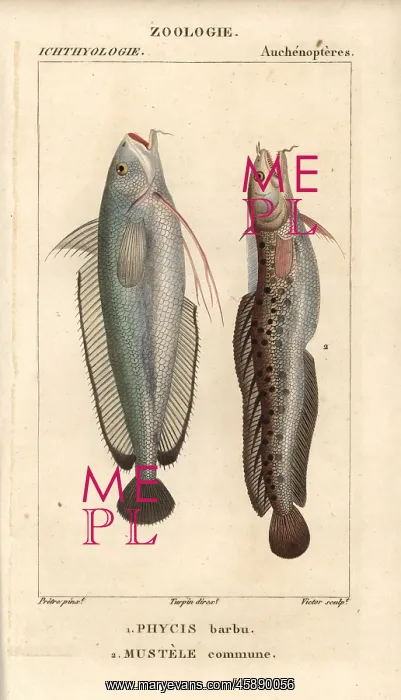 : Forkbeard, Phycis phycis, and fivebeard rockling : Forkbeard, Phycis phycis, and fivebeard rockling