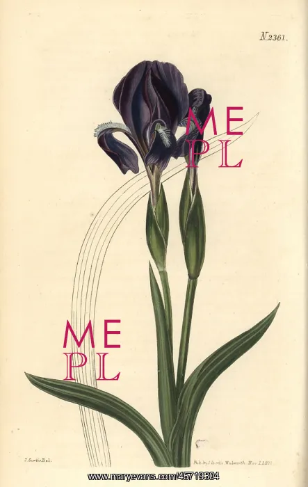 : Forked iris, Iris furcata : Forked iris, Iris furcata