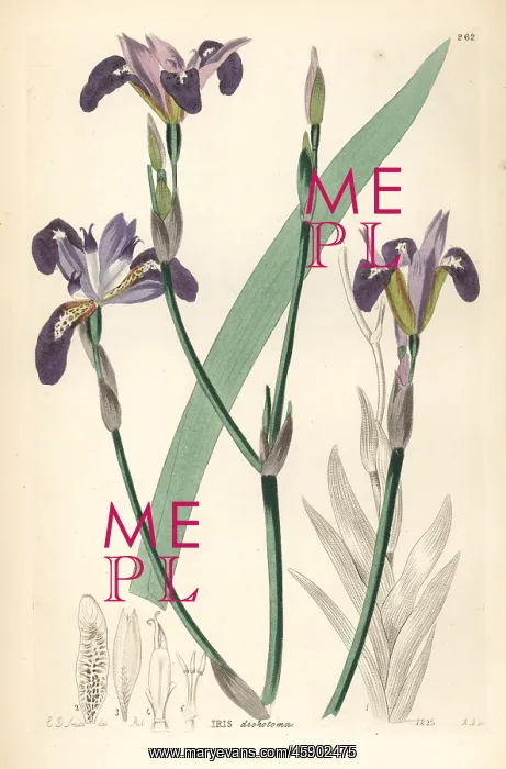 : Forked-petaled flower de luce, Iris dichotoma : Forked-petaled flower de luce, Iris dichotoma