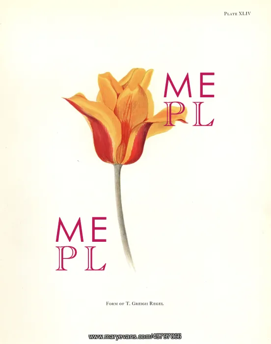 : Form of Tulipa greigii : Form of Tulipa greigii