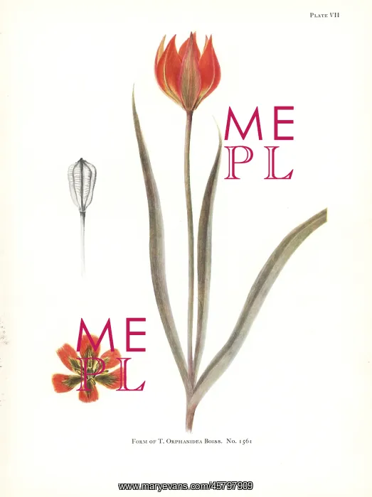 : Form of Tulipa orphanidea No. 1561 : Form of Tulipa orphanidea No. 1561