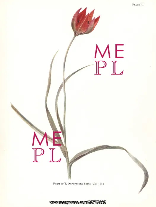 : Form of Tulipa orphanidea No. 1610 : Form of Tulipa orphanidea No. 1610