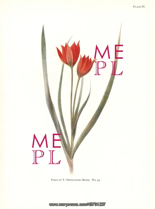 : Form of Tulipa orphanidea No. 45 : Form of Tulipa orphanidea No. 45