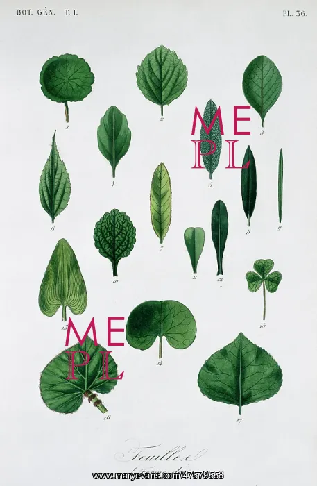 : Forme Des Feuilles : Forme Des Feuilles