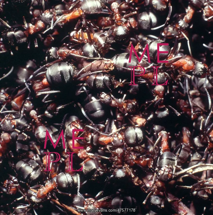 : Formica rufa, wood ants : Formica rufa, wood ants