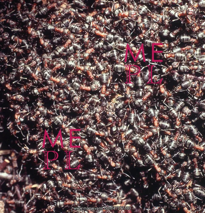 : Formica rufa, wood ants : Formica rufa, wood ants
