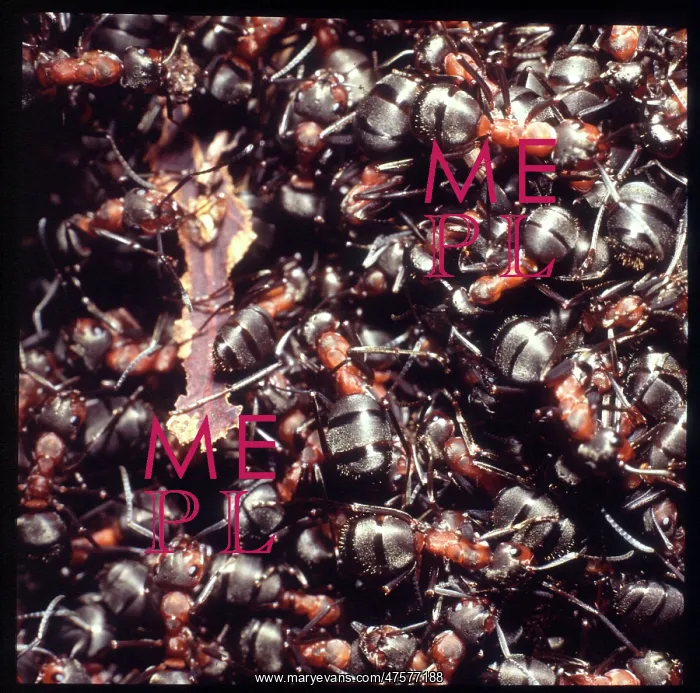 : Formica rufa, wood ants : Formica rufa, wood ants