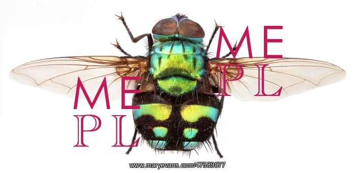  : Formosia moneta, fly