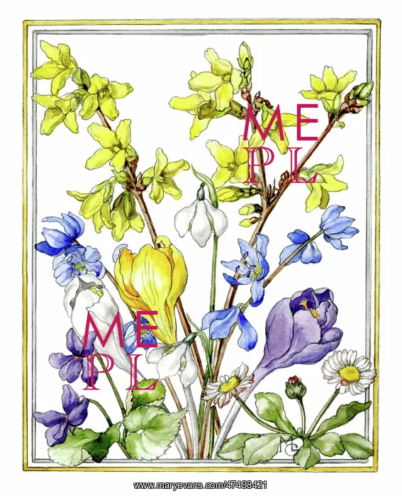 : Forsythia, crocuses, snowdrops etc : Forsythia, crocuses, snowdrops etc