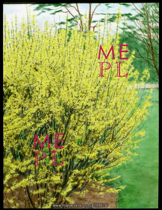 : Forsythia Intermedia : Forsythia Intermedia