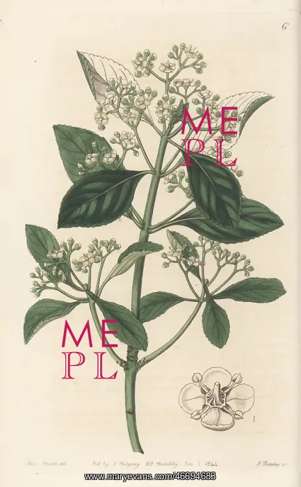 : Fortune's spindle, Euonymus fortunei : Fortune's spindle, Euonymus fortunei