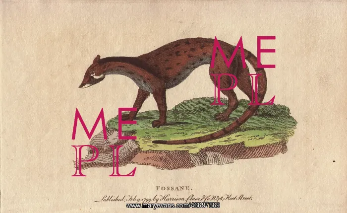 : Fossane, Viverra fossa : Fossane, Viverra fossa