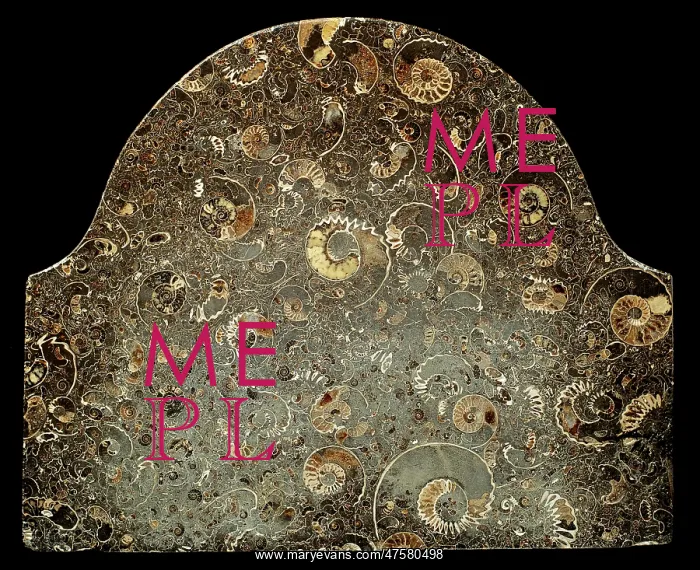 : Fossil ammonites used as memorial stone : Fossil ammonites used as memorial stone