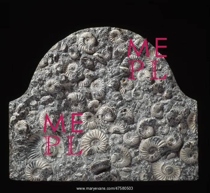 : Fossil ammonites used as memorial stone : Fossil ammonites used as memorial stone