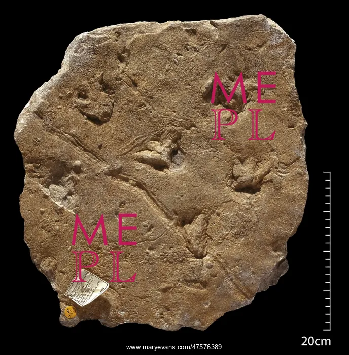 : Fossil amphibian footprints : Fossil amphibian footprints