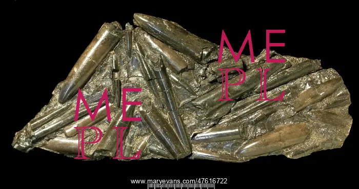 : Fossil belemnites : Fossil belemnites