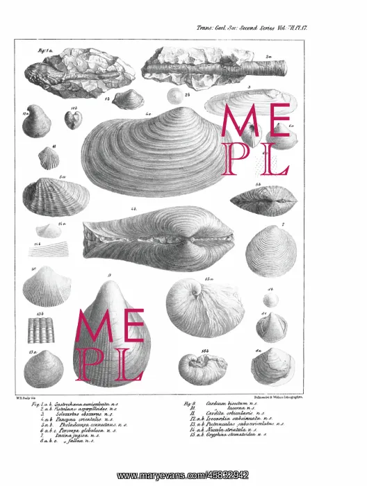 : Fossil bivalves : Fossil bivalves