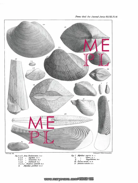 : Fossil bivalves : Fossil bivalves