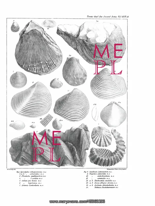 : Fossil bivalves : Fossil bivalves