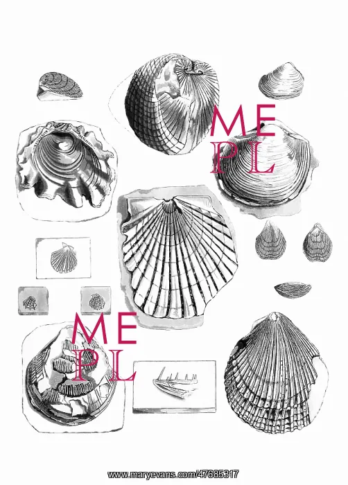: Fossil Bivalves and Brachiopods : Fossil Bivalves and Brachiopods