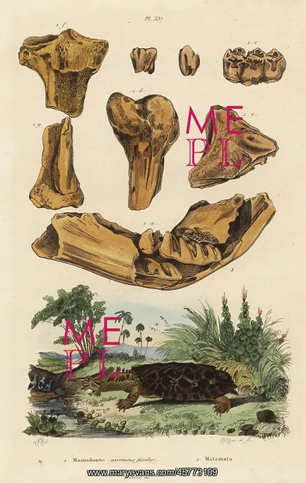 : Fossil bones of an American mastodon and mata mata : Fossil bones of an American mastodon and mata mata