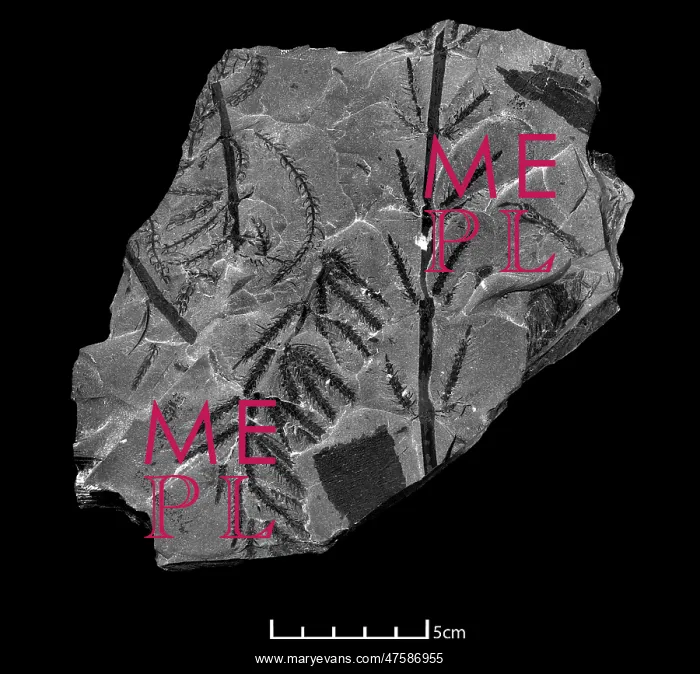 : Fossil branches of Calamites : Fossil branches of Calamites