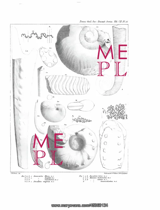 : Fossil cephalapoda : Fossil cephalapoda