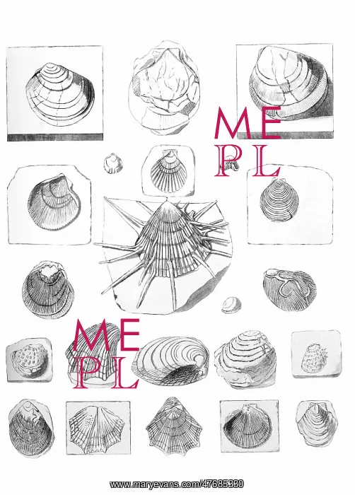 : Fossil Clams and Scallops : Fossil Clams and Scallops