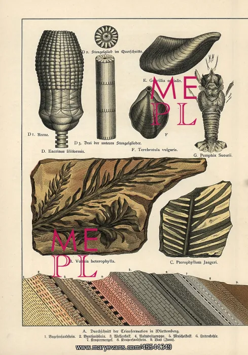 : Fossil conifer trees, shells and lobster : Fossil conifer trees, shells and lobster