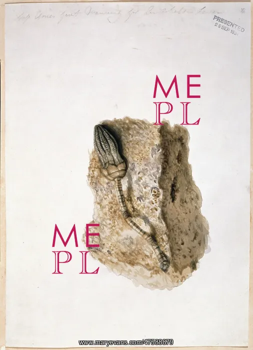 : Fossil Crinoid : Fossil Crinoid