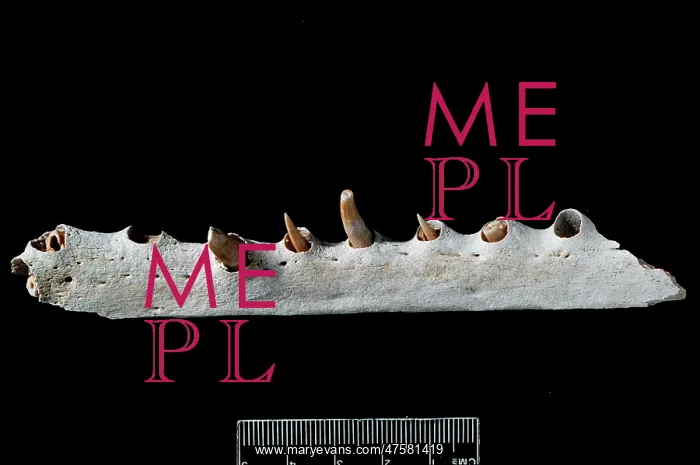 : Fossil crocodile jaw : Fossil crocodile jaw