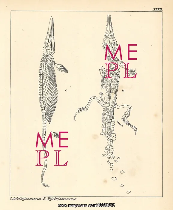 : Fossil dinosaur skeletons: Ichthyosaurus and : Fossil dinosaur skeletons: Ichthyosaurus and