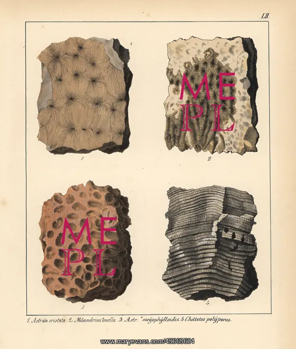 : Fossil of extinct corals: Astraea, Maeandrina : Fossil of extinct corals: Astraea, Maeandrina