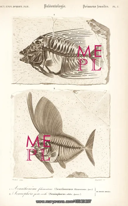: Fossil extinct fish : Fossil extinct fish
