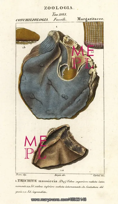 : Fossil of extinct oyster species, Trihites plati : Fossil of extinct oyster species, Trihites plati