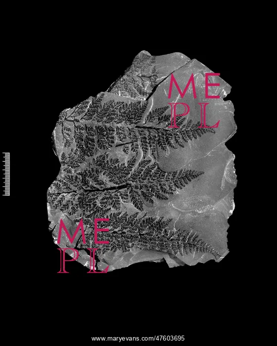 : Fossil fern