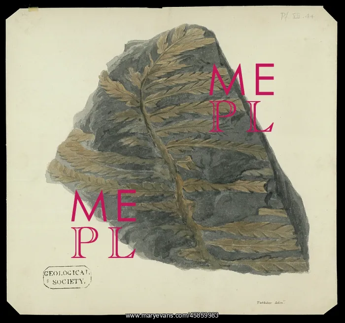 : Fossil fern from the Alps : Fossil fern from the Alps