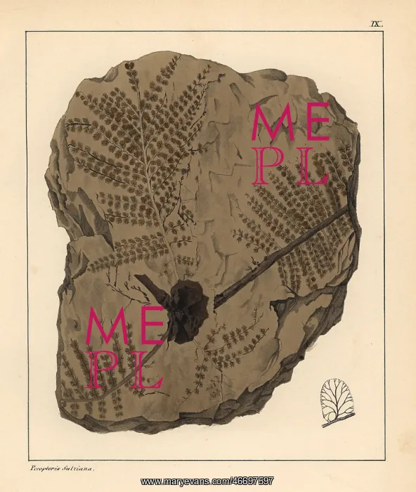 : Fossil fern, Pecopteris Sulziana : Fossil fern, Pecopteris Sulziana