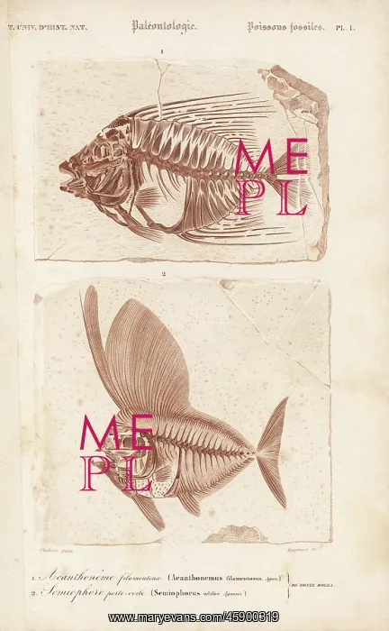 : Fossil fish, Acanthonemus filamentosus and : Fossil fish, Acanthonemus filamentosus and