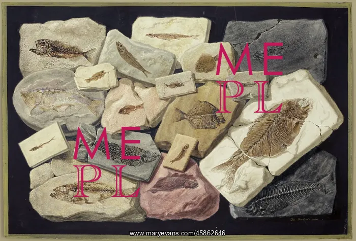 : Fossil fish from the collection of William Willoughby Cole : Fossil fish from the collection of William Willoughby Cole