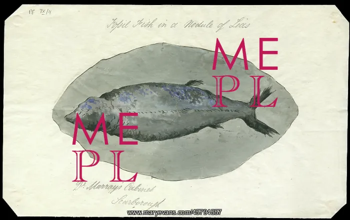 : Fossil fish in a nodule of Lias : Fossil fish in a nodule of Lias