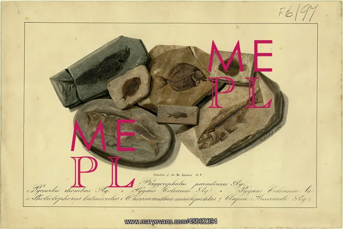 : Fossil Fish of Sir Philip de Malpas Grey Egerton : Fossil Fish of Sir Philip de Malpas Grey Egerton